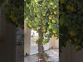 Как растут лимоны в Лос Нарехос Испания. Купить недвижимость в Испании #Shorts