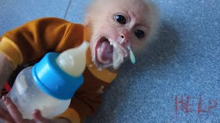 Dangerous! Baby monkey AKA choking while eating alone made Dad worried