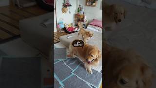 พี่พาเพลินกับน้องหรรษา #จ่อยศรีพาเพลิน #goldenretriever #โกลเด้นรีทรีฟเวอร์ #dogshorts #dog #น่ารัก