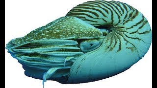 Работа с советником Nautilus (автозапуск трейлинга)