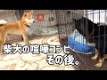 柴犬喧嘩コンビその後どう？ゆずとりんごの近況です！