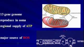 LHON: The Clinical Profile -   Alfredo Sadun, MD, PhD screenshot 1