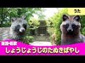 しょうじょうじのたぬきばやし♪【童謡・唱歌・うた】ショショしょじょじ しょじょじのにはは♫~歌詞付きアニメーション/Japanese kids song