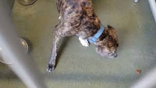 acs A688413