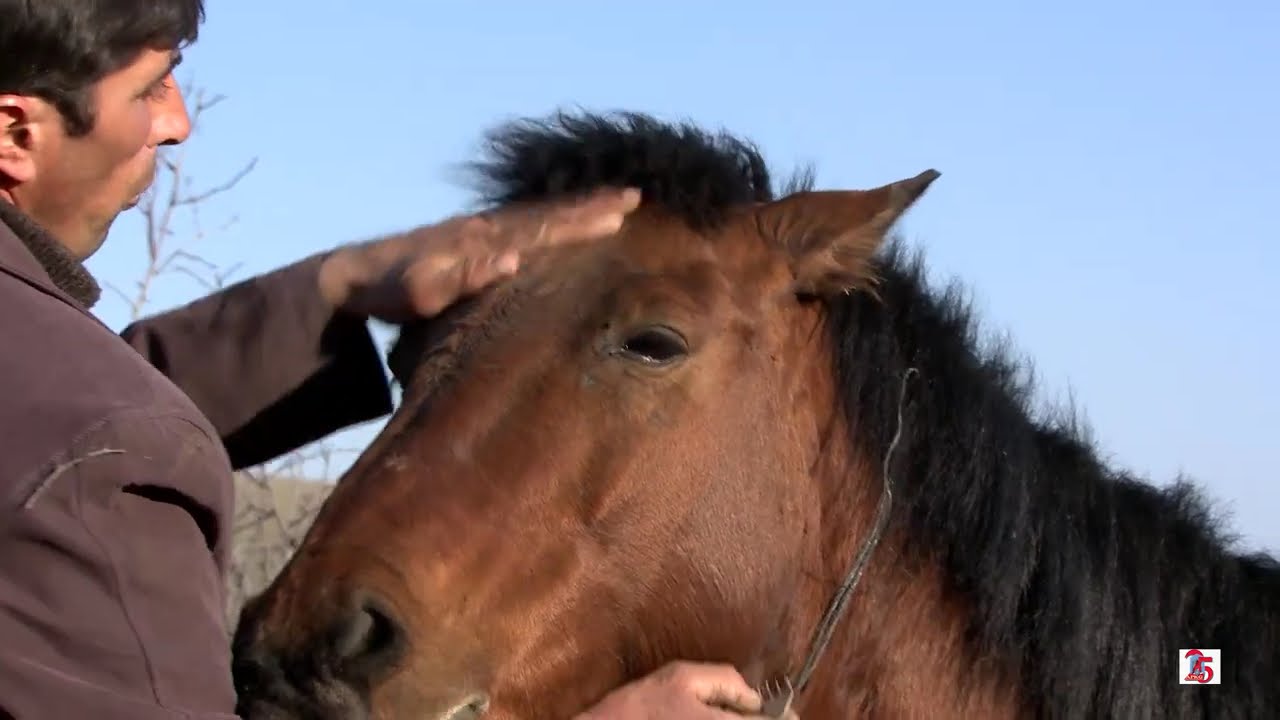 Chovkan | Çövkən (2011) - documentary film (dir. Rafig Guliyev)