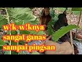 SUKU MANTE LAKI-LAKINYA MENGAJAK MANTE CANTIKNYA W!K-W!K