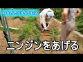 家庭菜園136日目 門の効果出る
