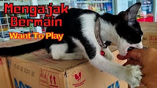 There is no day without a cat! Activities with cats that I met today by SabeTian Animals 104 views 2 weeks ago 4 minutes, 3 seconds