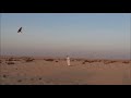 دعيت الطير بالمدعا مشعل الحبيني