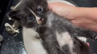 Dirty Kitten Being Brave at Bath Time and Blow Dry by Community Cats 1,159 views 1 year ago 9 minutes, 5 seconds