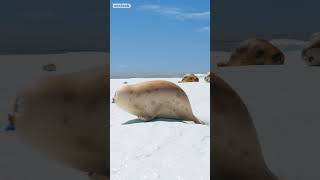 🎥Sealog: Spend A Day With Seals #Vlog #Shorts