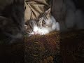 #ytshorts #cat #viral #kitten #cute #funny #baby #pets #trending #kitty #cutecat #catvideos