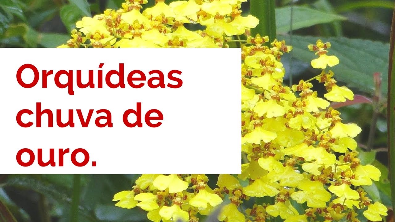 Como cuidar de orquídeas chuva de ouro. - thptnganamst.edu.vn