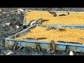 Grow Out Culture of Catfish Farm in Asia | Million Baby Catfish Eating Floating Feed in Cement Tank