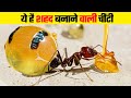 आखिर मिल ही गईं शहद बनाने वाली चीटियाँ | How Honeypot Ants Collect Honey