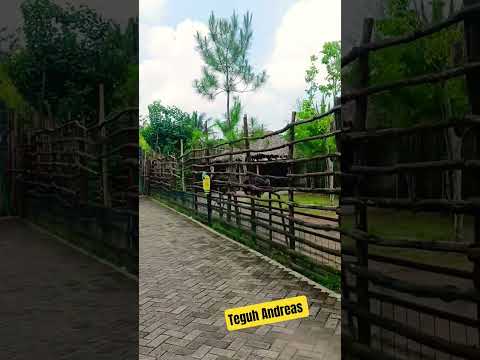 Burung apa itu #shorts