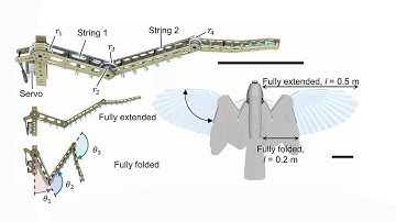 The Raptor Secret: Bird-Inspired Drones Revolutionize Tail-Powered Flight Maneuvers