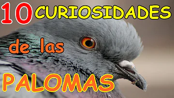 ¿Cuánto tiempo duermen las palomas?