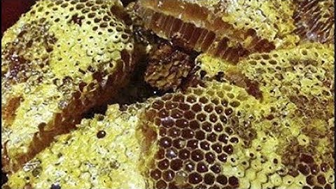 MẬT ONG KHOÁI RỪNG MỜI CÔ BÁC Ạ /0394313273