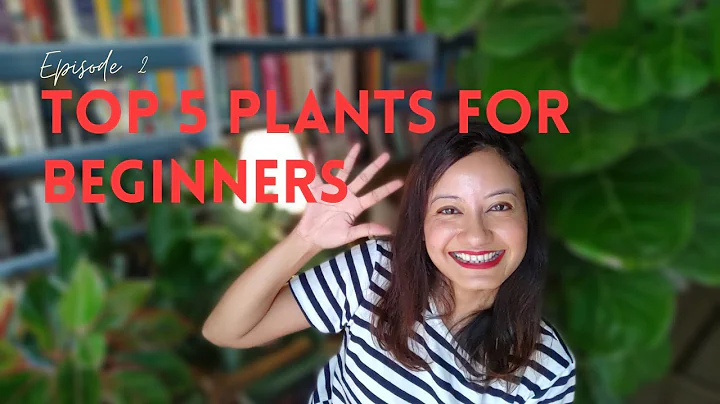 Top 5 Easy Indoor Plants for Beginners