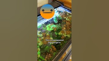How I Accidentally Killed my Floating Plants 💀