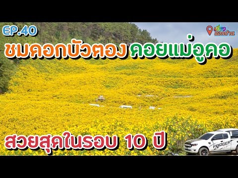 🌼ขับรถเที่ยวชมทุ่งดอกบัวตอง ดอยแม่อูคอ 🌼 อัพเดตเส้นทาง 2562 l สวยอลังการสุดๆ