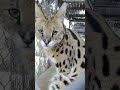 SERVAL CATS AT S. OR. SAFARI