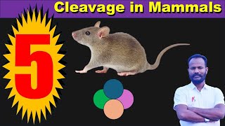 Cleavage in Mammals: By Anand sir