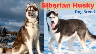 Siberian Husky Everything you need to know about Dog Breed Info