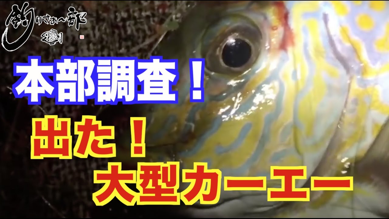 Vol 038 How To 超簡単にカーエーを捌いてみよう Youtube