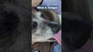 What A Tongue