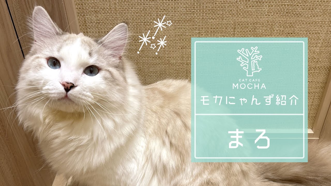 まろ（サイベリアン♂）羽生店 - YouTube