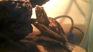 Complete care guide for Indian Flap Shell turtles!