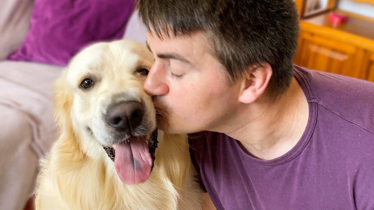 Do Golden Retrievers Like To Be Kissed?