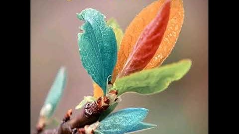 ( وَيَحلِفونَ بِاللَّهِ إِنَّهُم لَمِنكُم ) من أجمل تلاوات القارئ ماجد الزامل