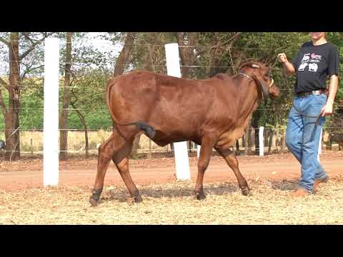 LOTE 36   5112 MATRIZES TOP LEITE BELA VISTA   DIA 28 DE SETEMBRO, 20HS   REMATEWEB