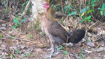 Suab Nkauj qaib seev tsauj zoo cuab 2026 yuav lo no nawb 27/11/2025