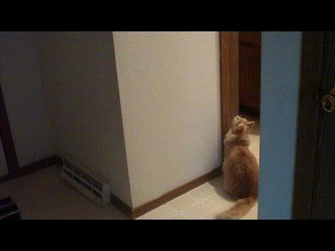 Matrix Kitten - YouTube