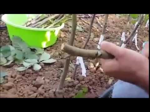 walnuts grafting/ კაკლის მყნობა