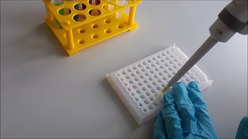 I DOT workflow dilution series in whole 384 well plate