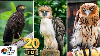 AGILA KUMAKAIN NG UNGGOY | 20 Species of Birds of Prey in the Philippines