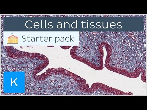 Buňky a tkáně: typy a charakteristiky - Humánní histologie | Kenhub