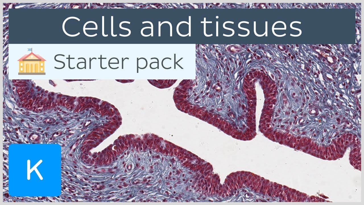 ⁣Cells and tissues: types and characteristics - Human histology | Kenhub
