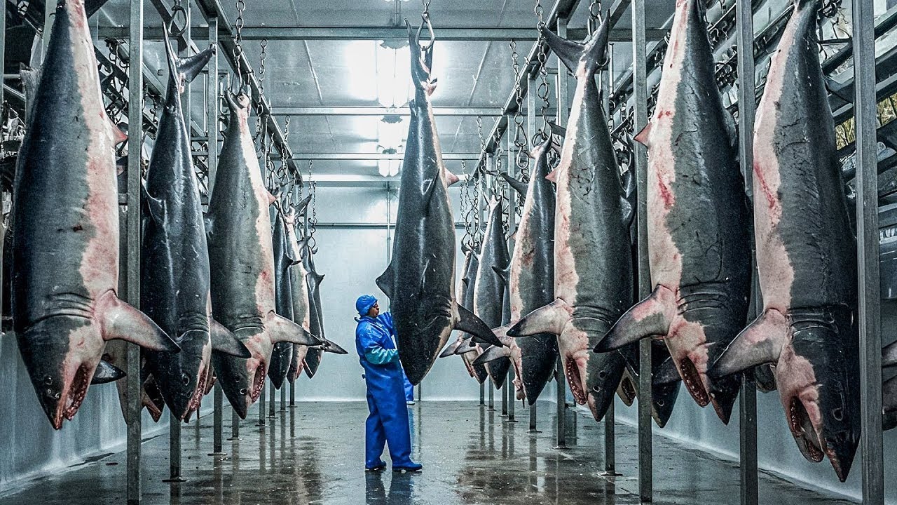 The Most Dangerous Giant Sharks Are Caught This Way By Fishermen