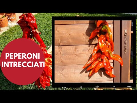 Peperoni Secchi, Come INTRECCIARE I PEPERONI e farli Essiccare al sole