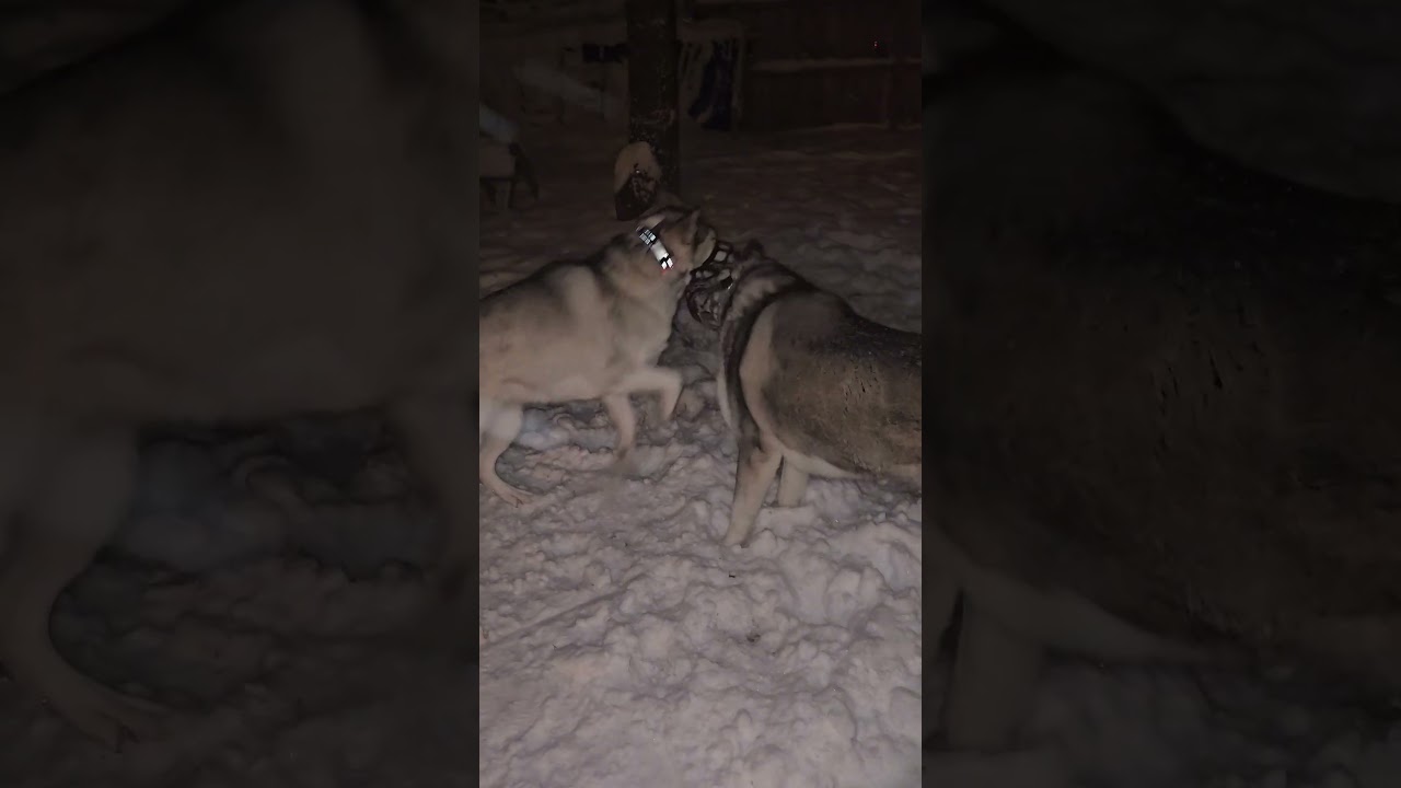 Our 2 Aluskies. Mix of Alaskan Malamute/Siberian Husky. Loki-5yr-110lb male Freya-3yr-72lb female