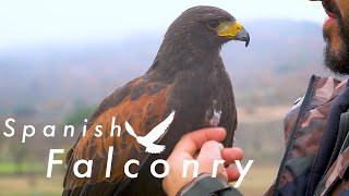 The beautiful tradition of Falconry | Nature Documentary