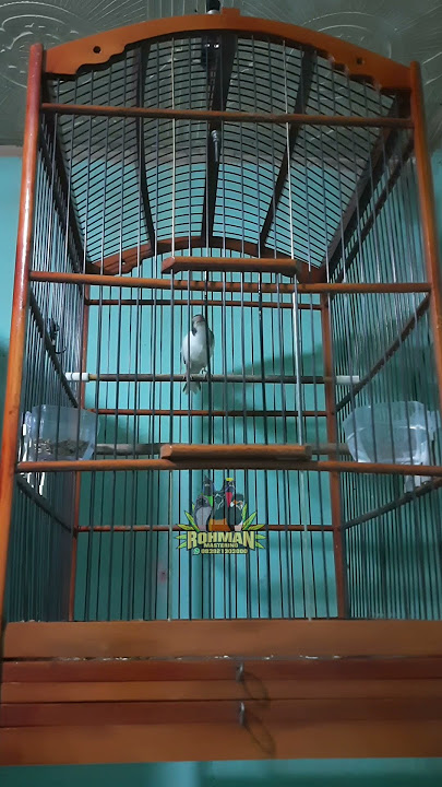 kenari sejalur #short #shorts