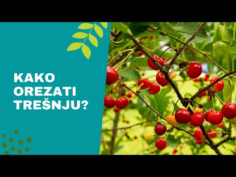 Video: Kako I Kada Se Provodi Pravilno Obrezivanje Trešanja: Formiranje Krune, Sanitarno I Anti-age S Dijagramima I Video Zapisom