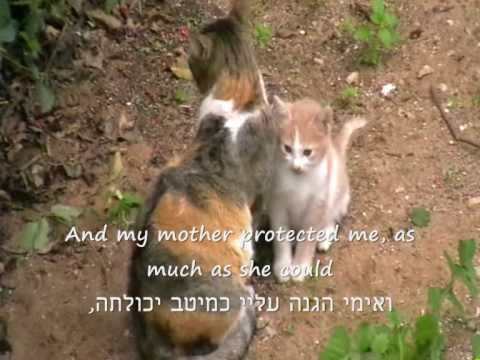 Albert Dostan - The cats&rsquo; aspect song אלברט דוסטן